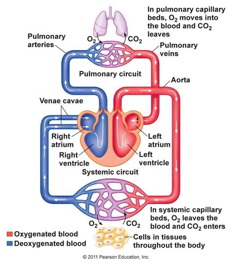 Pulmonary Circuit Schematic Diagram