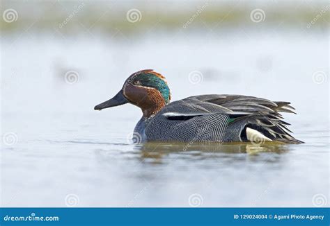 Wintertaling Common Teal Anas Crecca Stock Photo Image Of Water