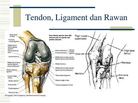 PPT - Anatomi & Fisiologi PowerPoint Presentation, free download - ID