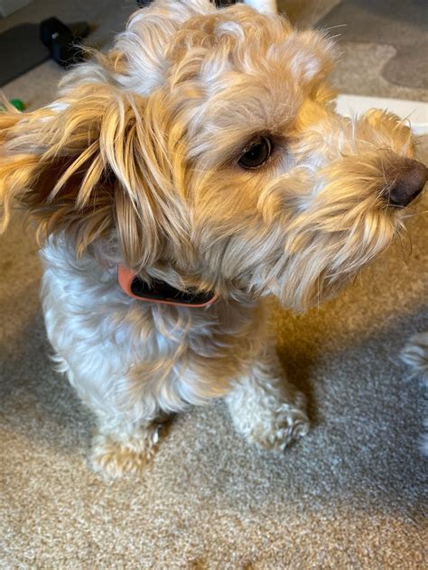 Daily exercise is necessary, coupled with a good balance of affection. Maltipoo Puppies For Sale | Arlington Heights, IL #318610