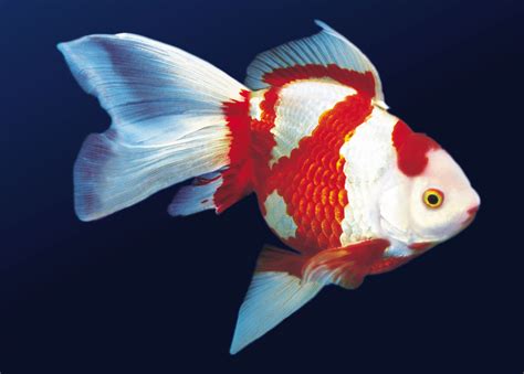 Goldfish ~ Aquatic Animals
