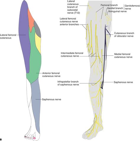 Lateral Femoral Cutaneous Nerve Anatomy Function And Diagram Body Maps