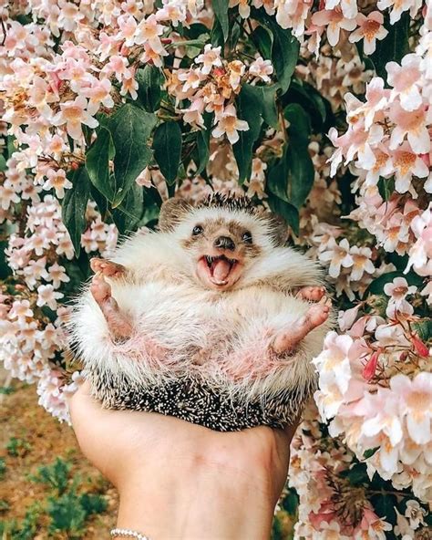 65 Pics Of Adorable Herbee The Hedgehog To Brighten Up Your Day Cute