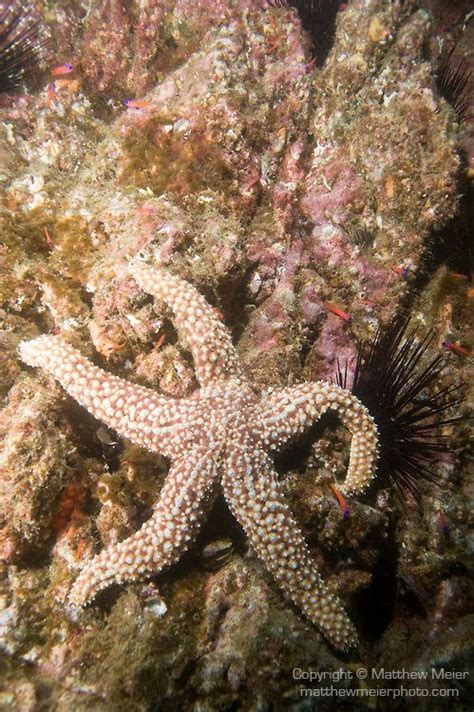 Giant Sea Star Fish Photo 016710 Matthew Meier Photography San