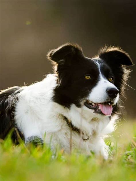 Mini Border Collie 7 Things You Didnt Know Pupvine