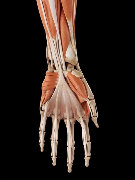 Sistema Del Cuerpo Humano Del Sistema De Músculos De La Mano Anatomía