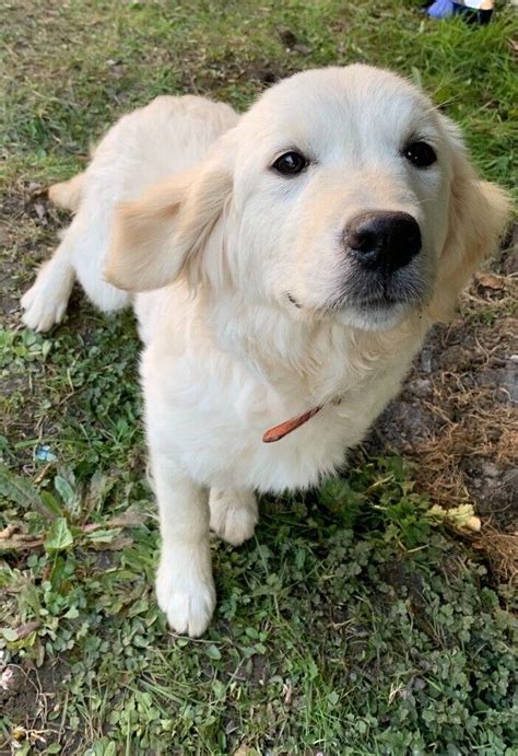 Beautiful Kc Golden Retriever Girl 6 Months Old In Acton London