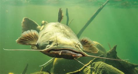 The heaviest is the mekong giant catfish, up to 350 kg (770 lb). WV MetroNews Catfish and trout included in fishing reg ...