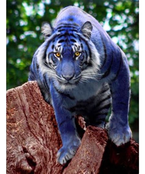 Could You Imagine Seeing A Blue Tiger For Real Would You Pinch