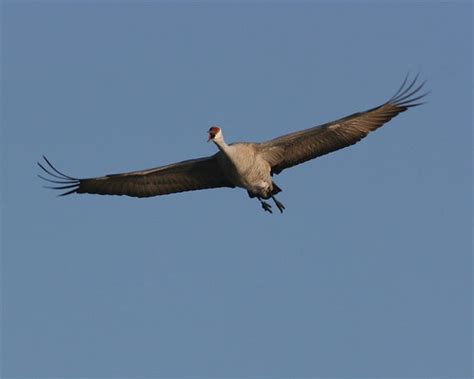 Sandhill Crane In Flight 1 Dan Getman Bird Photos Flickr
