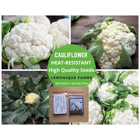 Cauliflower Seeds 50 Or 300 Seeds Heat Resistant Non Gmo Shopee