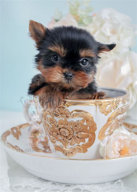 Check spelling or type a new query. Teacup Pomeranian Puppies For Sale in Miami, Ft ...