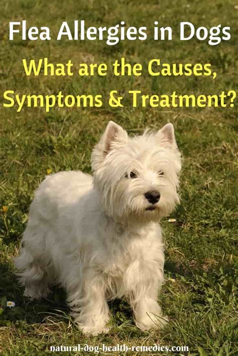 How Do You Treat Flea Allergy Dermatitis In Dogs