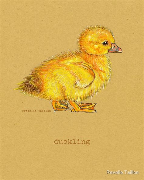 Duckling Duck In Colored Pencil And Pen And Ink By Revelle Taillon
