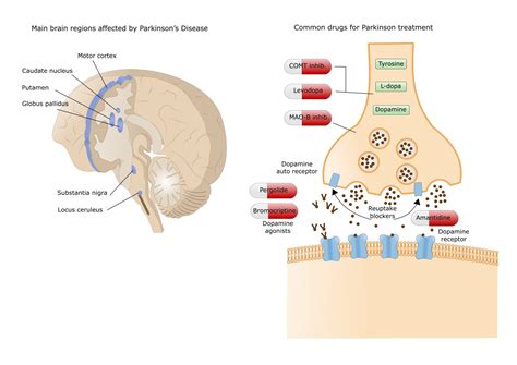 How Dopamine Affects Parkinsons Disease