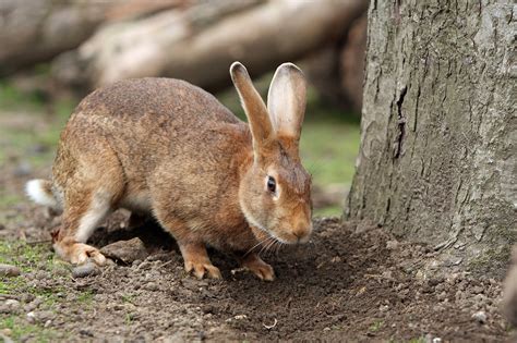 Hase Kaninchen Haustier · Kostenloses Foto Auf Pixabay