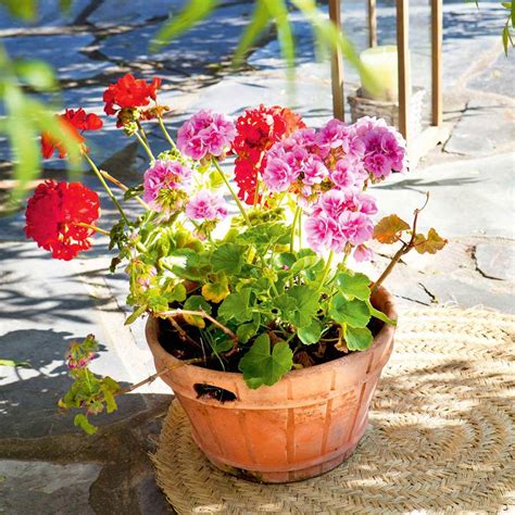 Geranio cuidados consejos y trucos para dar vida a tu jardín o balcón