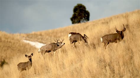 How To Find Big Mule Deer Bucks During The Rut Meateater Hunting