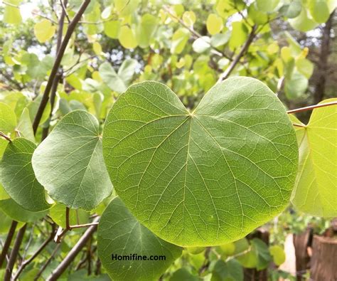 Heart Shaped Leaf Tree For The Yard And Garden ~