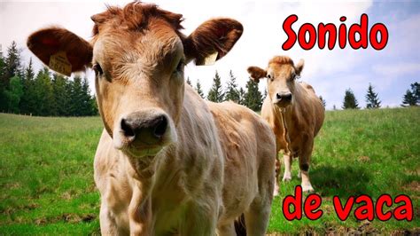 Sonido De Vaca Mugiendo Cow Sound Effect Sonido Animales De Granja