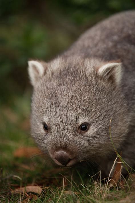 Baby Wombat Animals Pinterest