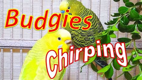 26 Min Happy Parakeets Eating Singing Playing Budgies Chirping Reduce