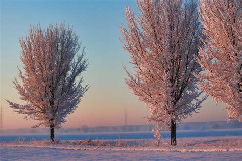 Kostenlose Foto Landschaft Baum Ast Schnee Winter Nebel