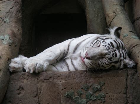 White Tiger Sleeping On Brown Surface Hd Wallpaper Wallpaper Flare