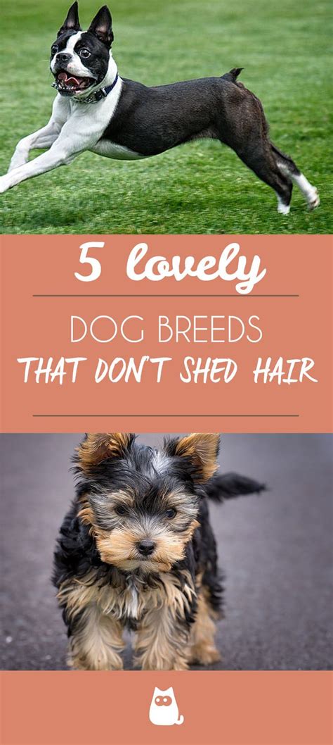 20 Dog Breeds That Dont Shed Hair With Pictures Dog Breeds That