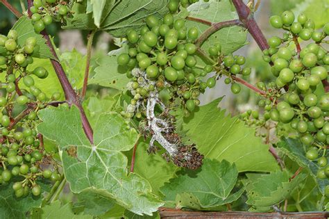 Proceedings Of The 8th International Workshop On Grapevine Downy And