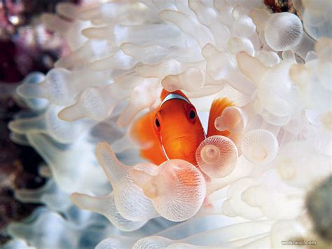 50 Incredible Award Winning Underwater Photography Examples