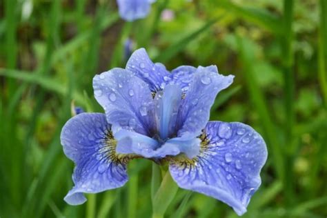 How To Grow Iris Planting Iris Bulbs In Pots The Gardening Dad