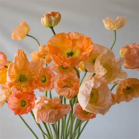 Here you can find different types of flower pictures, among them red flowers, white flowers, rose flowers, spring flowers, flower wallpapers and other flower images. Iceland Poppies Giant Peach - Floret Flower Farm