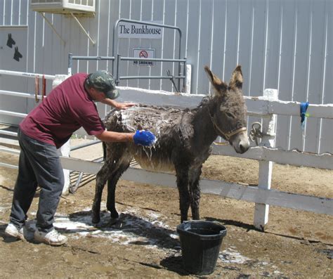 Donkey mating is an entertainment site, sharing pictures and funny videos. Volunteer Opportunities - Longhopes Donkey Shelter