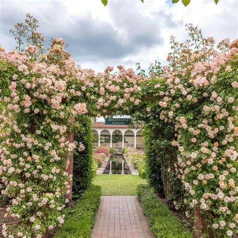 Phyllis Bide David Austin Roses Biding New Dawn Climbing Rose