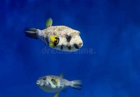 Starry Blowfish Puffer Fish Stock Image Image Of Water Life 131739299