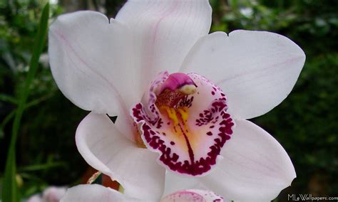 White orchids are appropriate funeral flowers for anyone, and mix beautifully with other colours. White orchid - Hoa lan trắng tinh khôi | Ảnh Đẹp Các Loài Hoa