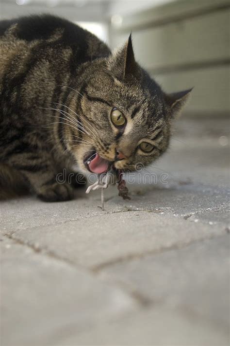 Cat Eating Mouse Domestic Cat With Mouse In Mouth Affiliate Mouse