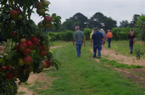 Laboring For Fruit Arkansas “specialty Crops” Updated Taste Of