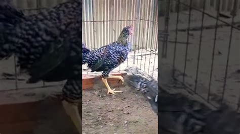 Beautiful Cock Breeds A 104 YouTube