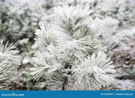 Snow Covered Pine Trees Stock Image Image Of Natural 47442901