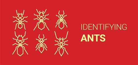 How To Identify Different Types Of Ants Dodson Pest Control