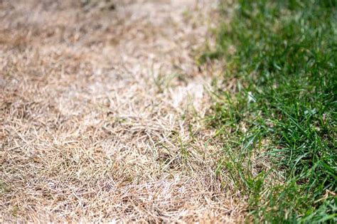 What Temperature Does Fescue Stop Growing Obsessed Lawn