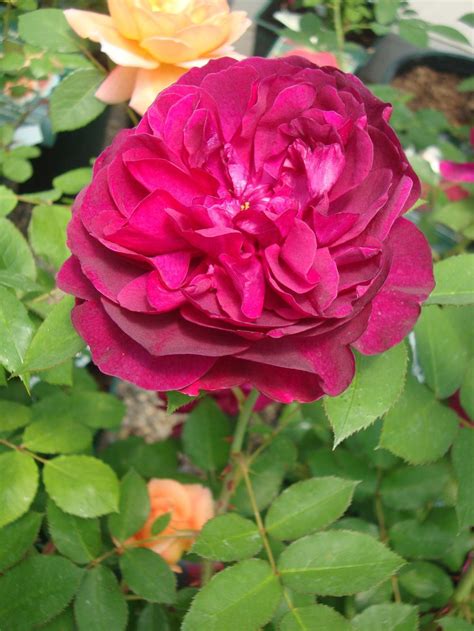 Rose (Rosa 'Darcey Bussell') in the Roses Database ...