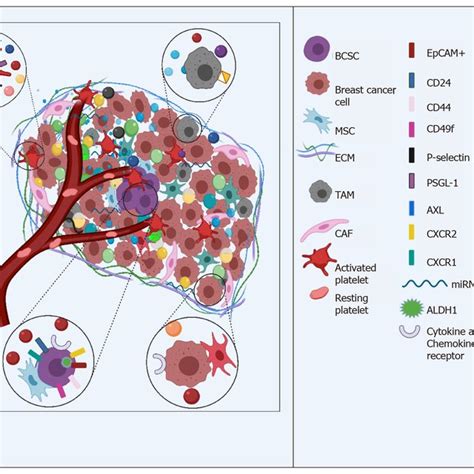 Breast Cancer Metastasis Metastatic Foci Are The Product Of A Series