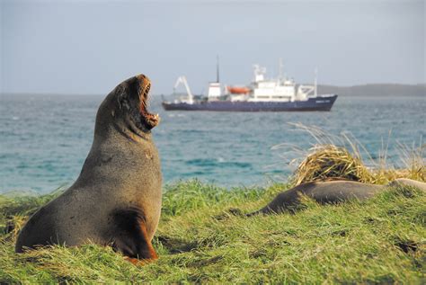 New Zealands Sub Antarctic Islands Expedition Cruise Specialists