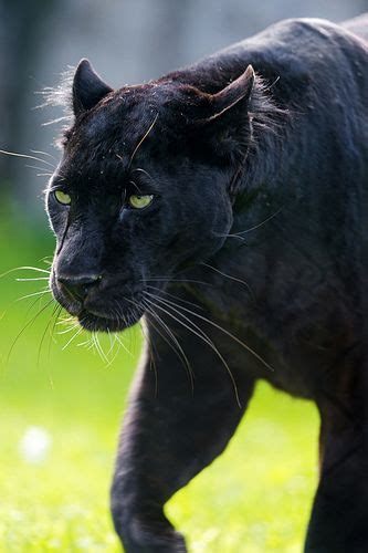 Walking Blacky Black Jaguar Animals Wild Black Panther Cat