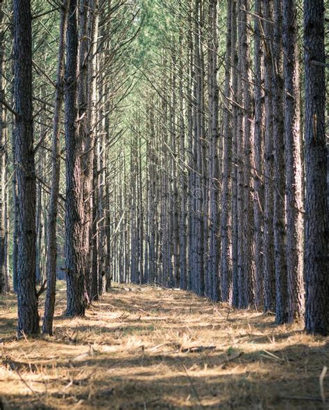 Rows Of Pine Trees Leading Around A Curve Stock Photo Image Of