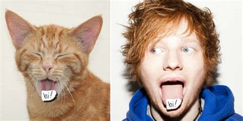 Things That Look Like Ed Sheeran Ed Sheeran Kittens On