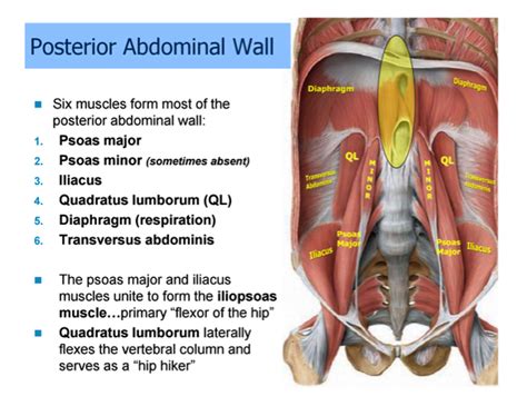 I am having lower left abdomen pain, just above my left hip. GI Anatomy Oral Exam - Medicine Gastrointestinal with Hadler/madanick at University of North ...